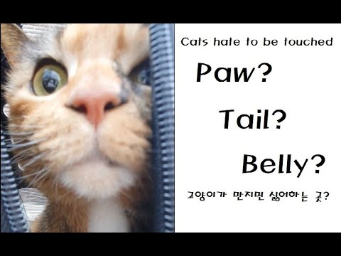 Cats hate to be touched Paw, Tail, and Belly?