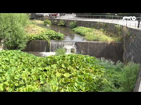 Wolfsbach in Zorge (Harz), 1.8.22