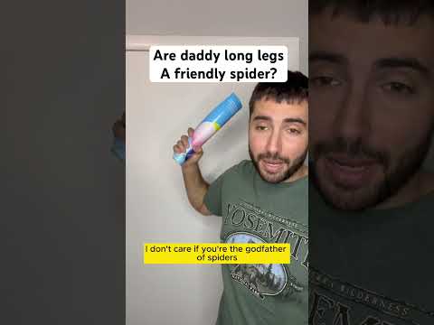 Are daddy long legs a friendly spider? #comedy #spider #daddylonglegs
