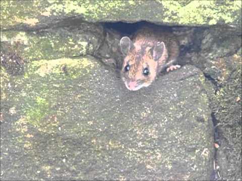 Field Mouse Jerry has a bit of his ear a lovers tiff