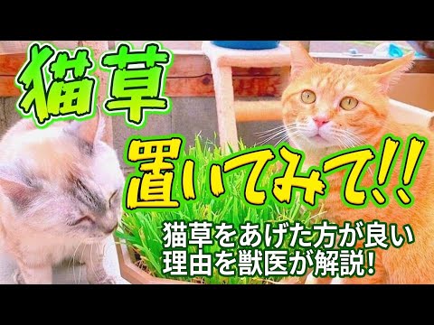 猫草 植物