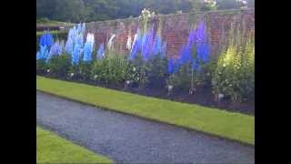 preview picture of video 'Temple Newsam, Leeds, National Collection of Delphiniums 2012'