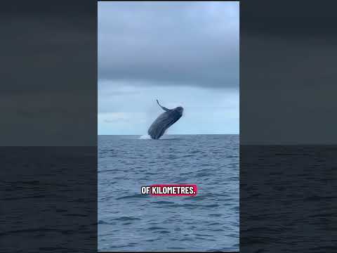 Bahía Solano, Chocó, Colombia whale spotting