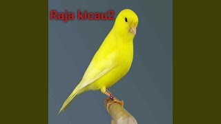 Download lagu Pancingan Kenari Gacor Terdengar Sampai Pingsan mp3 Download lagu Pancingan Kenari Gacor Terdengar Sampai Pingsan mp3