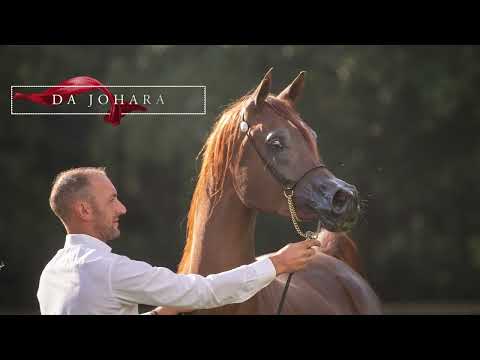 DA JOHARA - (EKS Alihandro x DA Jewel of Kismet), 2016 Mare