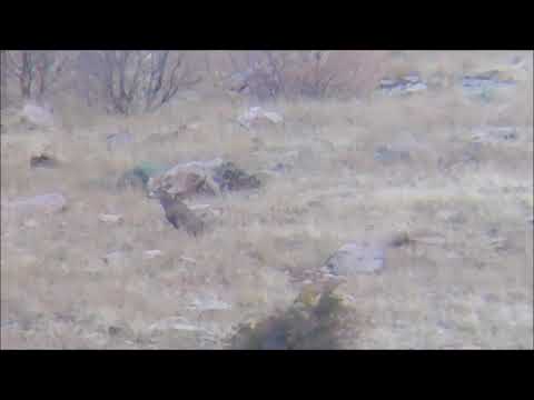 Long Range Mule Deer Shot (958 yards)