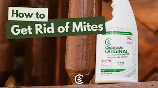 How to Get Rid of Mites | Cedarcide