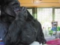 Koko the Gorilla Coughs