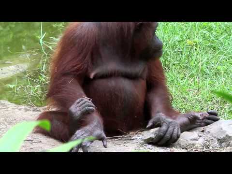 Pygmy Elephants of Borneo and orang U tans.
