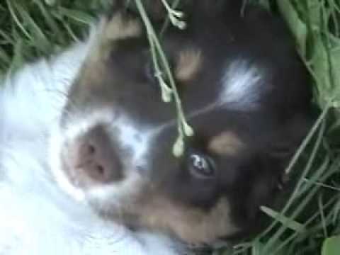 Summer 2007: Mini Aussie Male 3