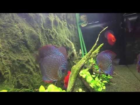 Diszkoszos akvárium vizalatti világa ( discus fish tank underwater )