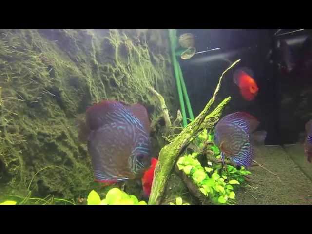 Diszkoszos akvárium vizalatti világa ( discus fish tank underwater )