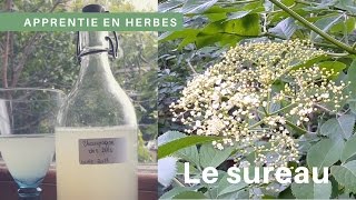 Le Sureau noir et ses utilisations