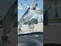 Funny Video Must Watch These Seagulls Try To Get The French Fries