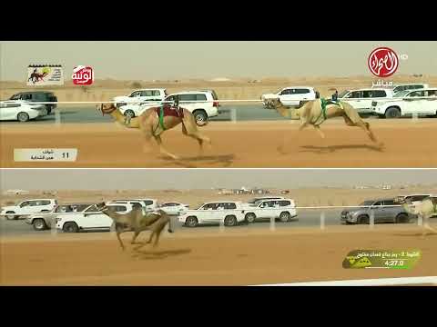 كأس ش 2 (الوسمي) لـ هجن الرئاسة 9:01:36 , مهرجان خادم الحرمين 2026/1/28 ايذاع الجنادرية