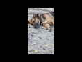 Cute Dog Is How Much Lovely Way Sleeping Whos That Dog PetLover FamilyDog Hammyandolivia CuteAnimals