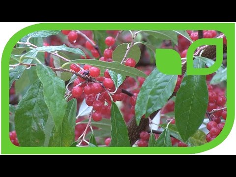 download lagu mp3 mp4 German Berries, download lagu German Berries gratis, unduh video klip German Berries