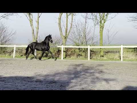 Stal Okkema's Jort - Tymen x Beart - stallion - 2019