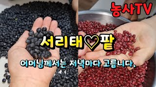 21년 햇 서리태 속청 팥 필요하신분 영상보셔요^^ 구매는 설명란 스마트스토어 링크 주소 누르시면 됩니다 .…