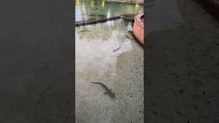 🇧🇸Travelogue - Bonnethead sharks #bahamas #altantis #shark #resort