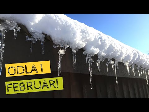 Odla i FEBRUARI - Vad växer i växthuset och i odlingskällaren nu?
