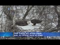 Female On DNR Eagle Cam Spotted With New Beau