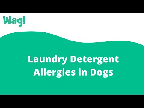 YouTube video about: Can a dog be allergic to laundry detergent?