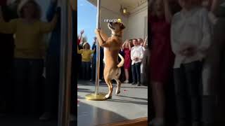 C’est mon chien ça?😂😂 #reels #trend #drole #chien #aifilter