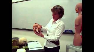 Nervous system - cerebellum/brain stem