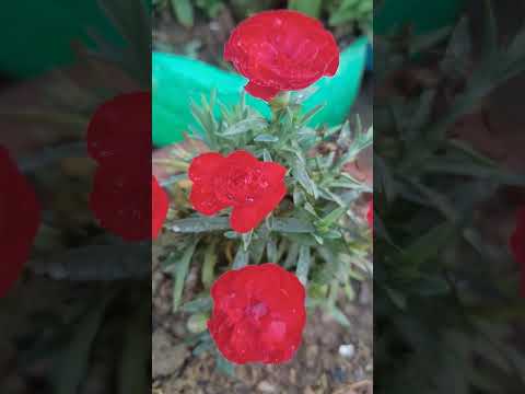 Red carnation flowers#flowers #garden #plants #newplants #naturelover