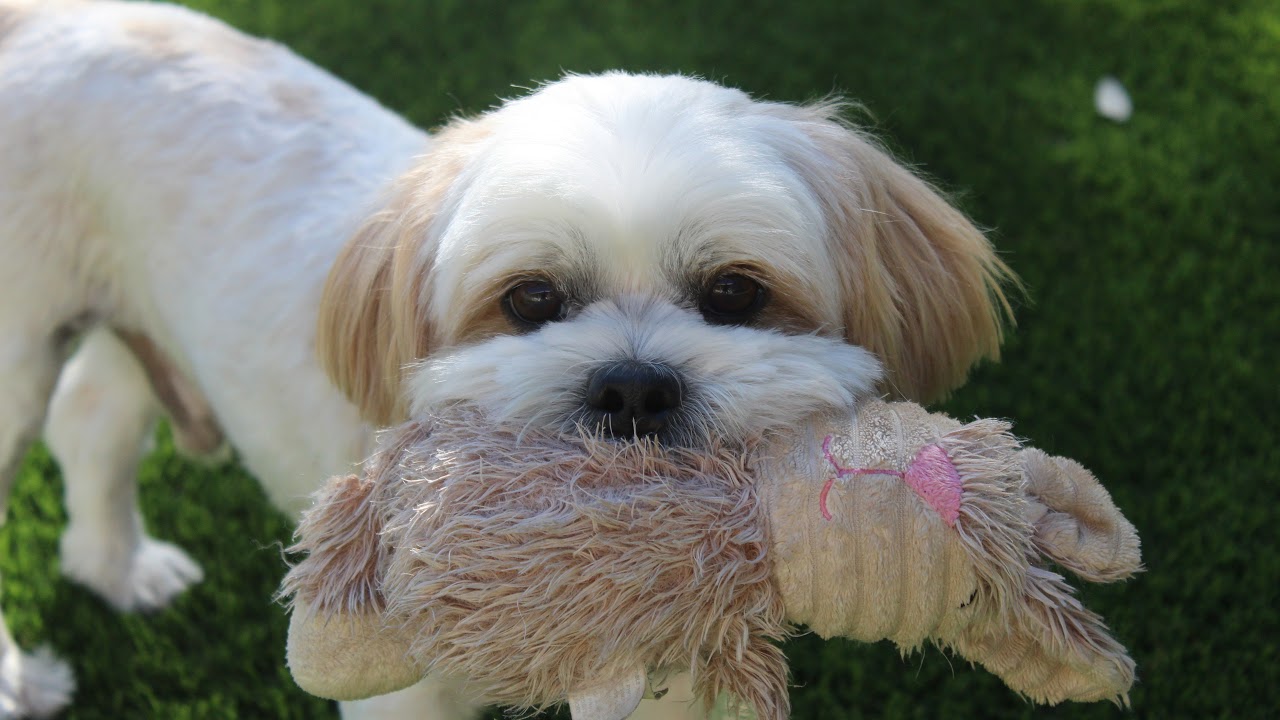 Enlarge Delta, a Adoptable mixed breed in San Antonio, TX video 6/6