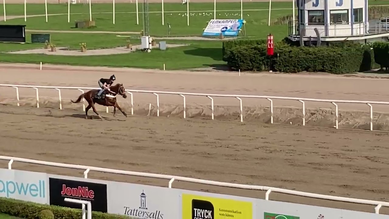 Red Hunting Hawk jobbar på tävlingsbanan