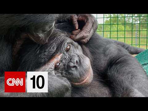 The behavioral breakthrough that's reshaping what we know about great apes | February 11, 2026