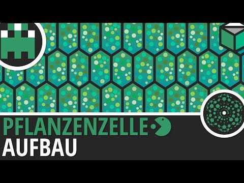 Pflanzenzelle Aufbau einfach erklärt│Biologie Lernvideo [Learning Level Up]