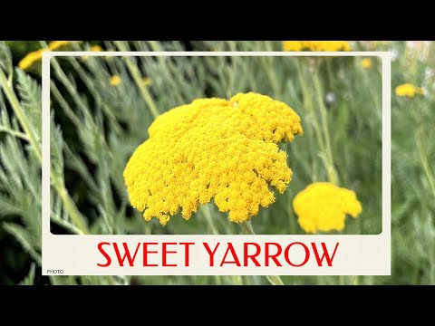 calm journey into the realm of  sweet yarrow plant, Achillea ageratum, sweet-Nancy, English mace
