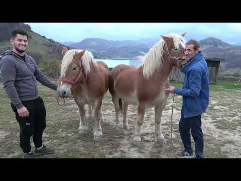 Manzele lui Nicusor de la Abrud, Alba - 2025 Nou!!!