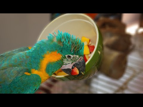 How to Get Your Parrot to Eat HEALTHY Foods | WHAT TO FEED TO PARROTS