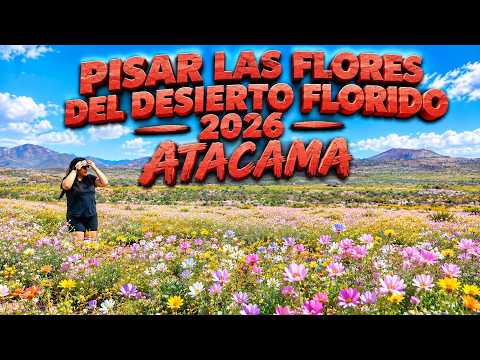 PISAR EL DESIERTO FLORIDO 2026 ATACAMA OCTUBRE #conaf#atacama#caldera#parquenacional#desierto
