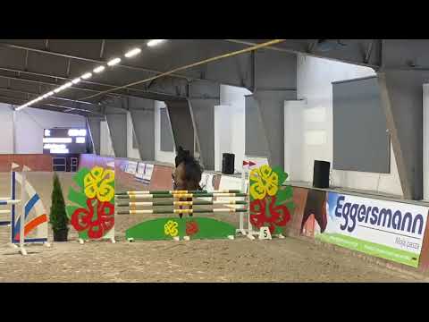 Carissima (Arezzo VDL x Carambole) 2020/11/22 HZR Dąbrówka Mała - 120 cm I SPRZEDANA / SOLD