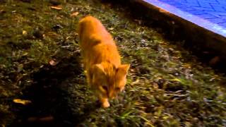 Cats in Kennedy Park