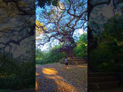 Árbol de los "LAMENTOS" en Santiago de María, Usulután, El Salvador. #turismo #naturaleza #viajes