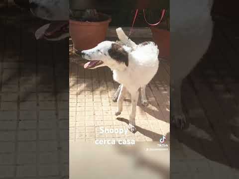 Regalo Snoopy cerca disperatamente casa