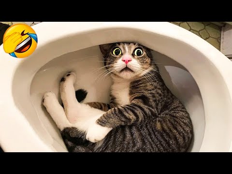 Essayer de ne pas rire meilleurs chiens et chats drôles partie 41