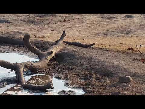Djuma: Slender Mongoose, Blacksmith Lapwings and Golden-breasted Bunting  - 07:04 - 10/08/19