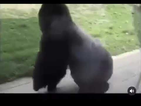 Gorilla going psycho