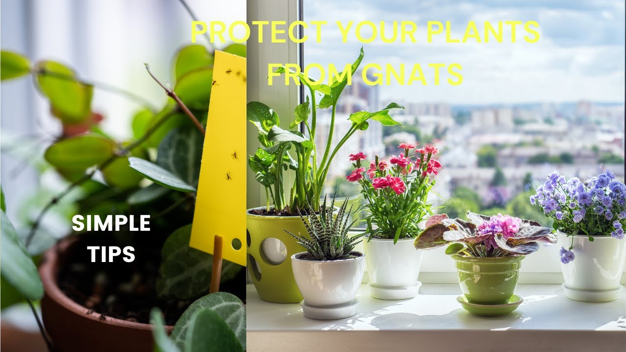 The Ultimate Gnat-Free Houseplant Guide!
