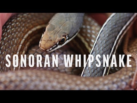 Critter Spotlight - Sonoran Whipsnake