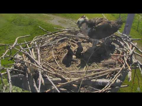 6/23/17 Youngest chick wakes up and picks a fight - Charlo Osprey Cam