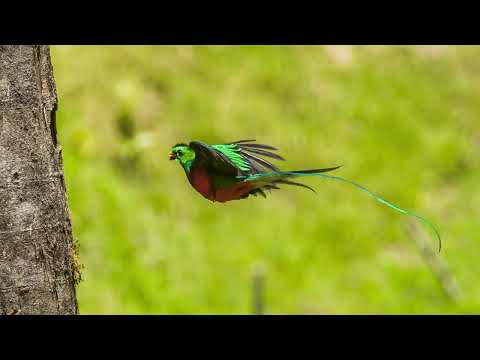 Resplendent Quetzal by Rajesh Mohan - 2024 Audubon Photography Awards