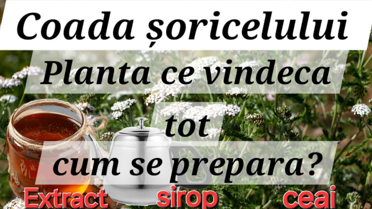 Coada Șoricelului- Planta ce vindeca tot / Rețetă de tinctura și sirop